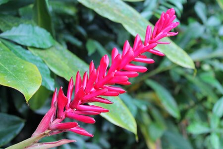Plant pink landscape