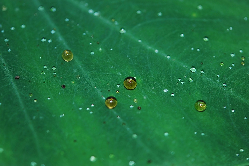 Natural botanical organic