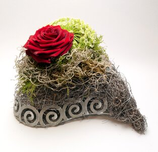 Valentine's day plant red rose
