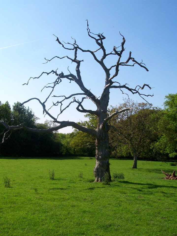 Sittingbourne tree old