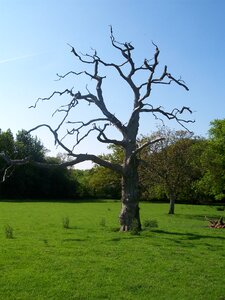 Sittingbourne tree old