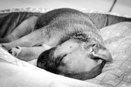 Puppy sleeping Free photos photo