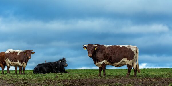 Animals cattle agriculture photo
