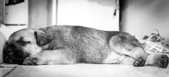 Puppy sleeping Free photos