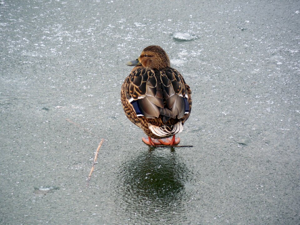 Frozen bird nature photo