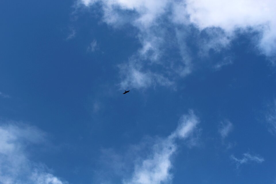 Raptor basilicata nature