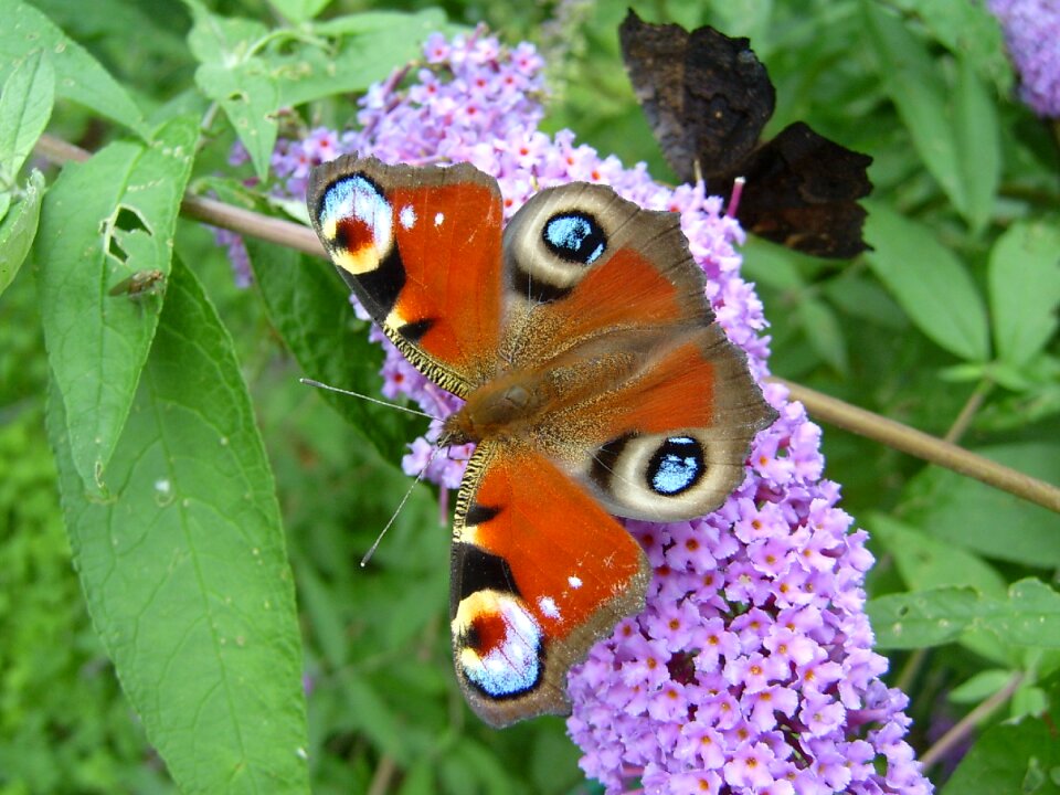 Lilac purple insect