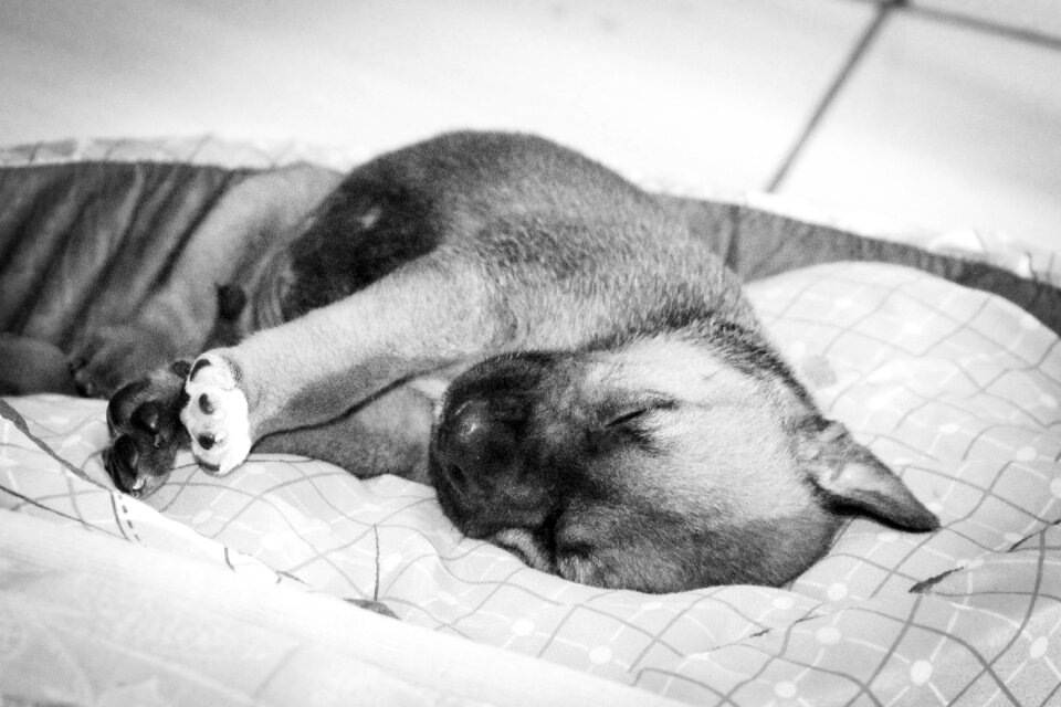 Puppy sleeping Free photos