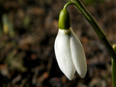 Nature macro plant