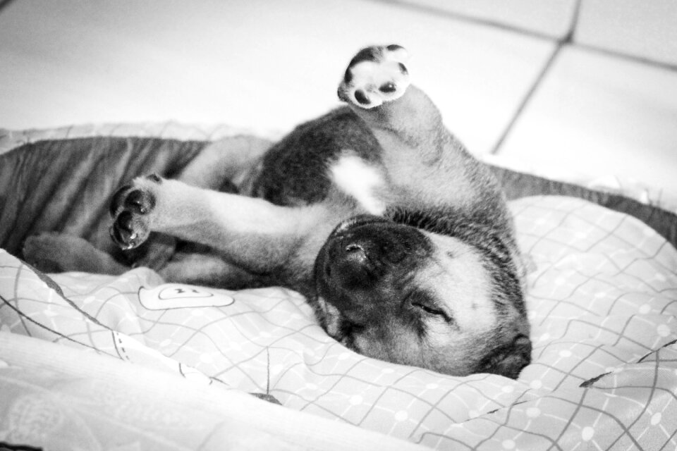 Puppy sleeping Free photos