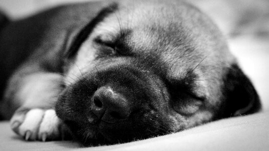 Puppy sleeping Free photos