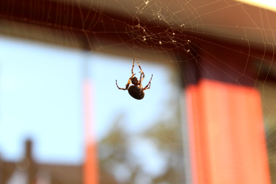 Arachnids reserve insect