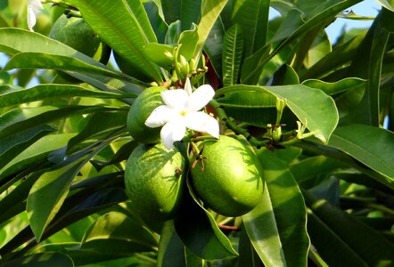 Fruit madagascar ordeal bean odollam tree