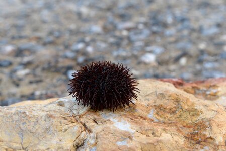 Istanbul beach sea ​​urchin photo