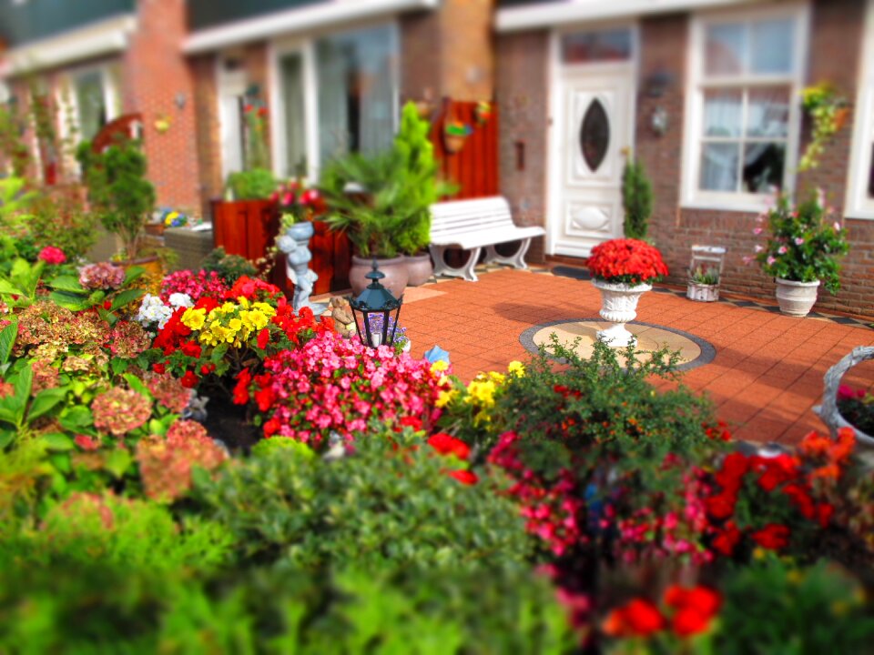 Garden flowers color