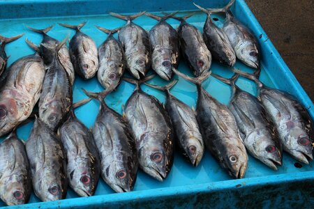Sri lanka tuna fish photo