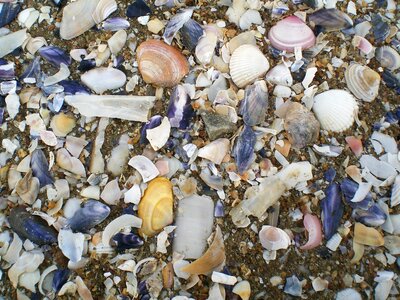 Shell beach sand