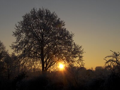 Rising sun winter ripe