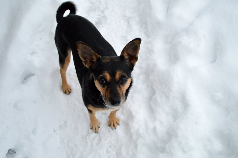 Dog terrier snow