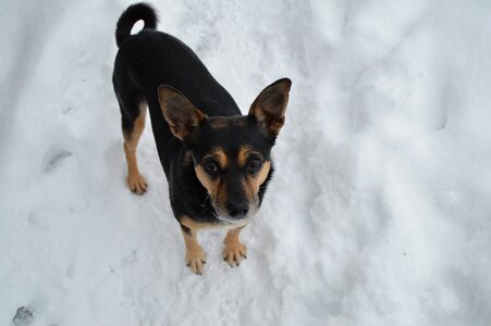 Dog terrier snow photo