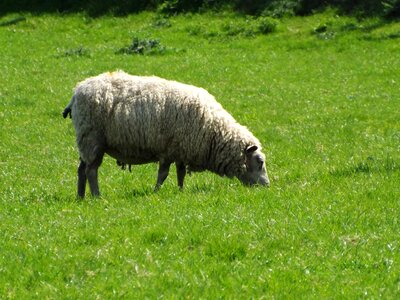 Field nature