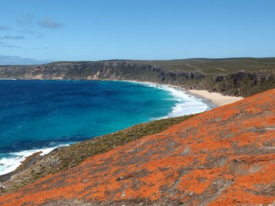 Kangaroo island lichen alga photo