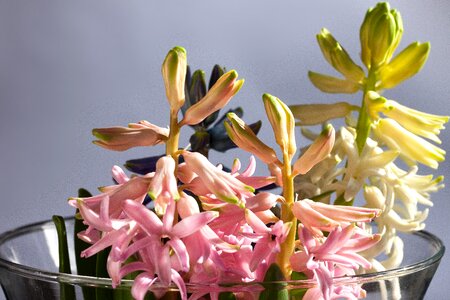 Asparagus plants asparagaceae pink photo