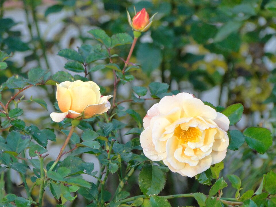 Romantic rose flower drop of water