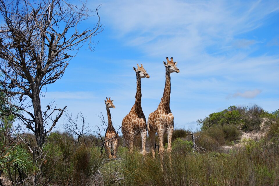 Baby giraffe family south africa