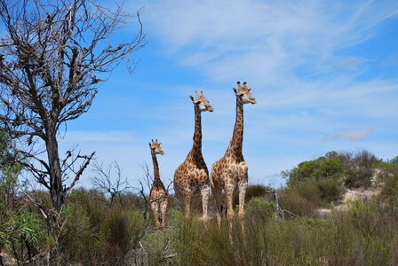 Baby giraffe family south africa