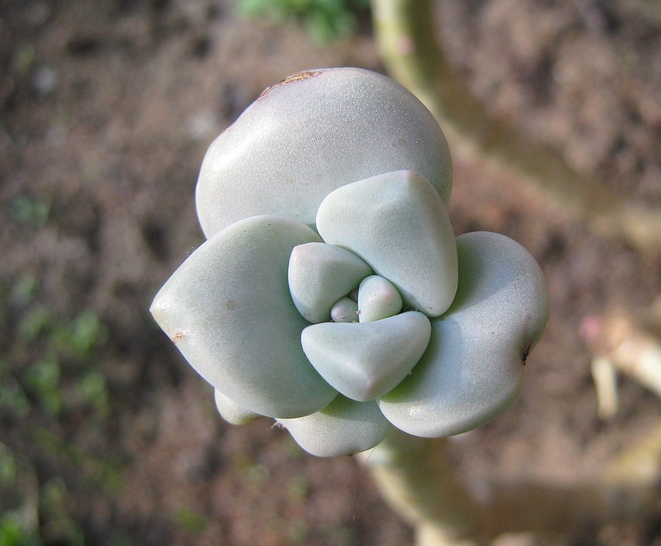 Flora floral houseplant