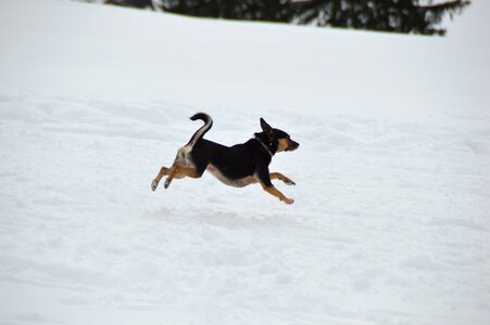 Terrier jump snow