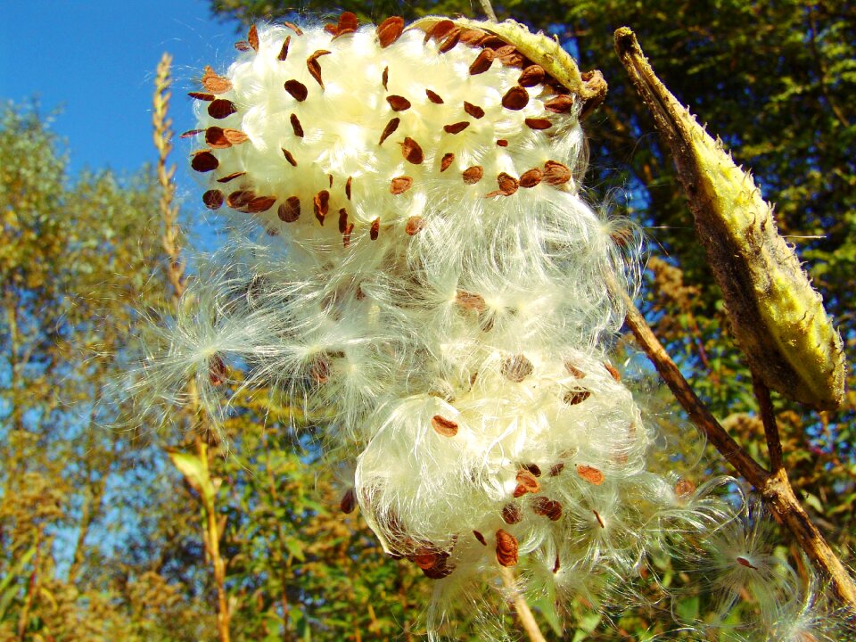 Wild tobacco seeds nature