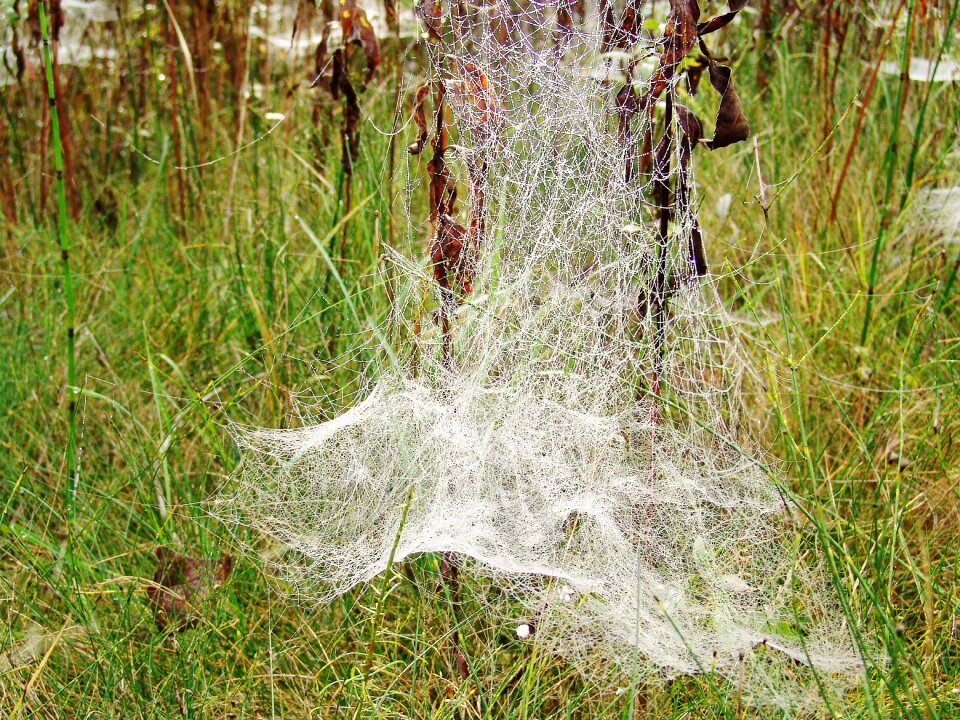 Autumn web nature