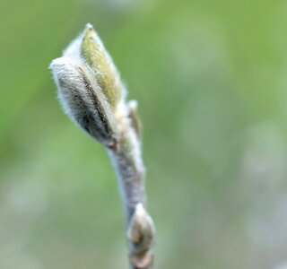 Winter fluffy branch