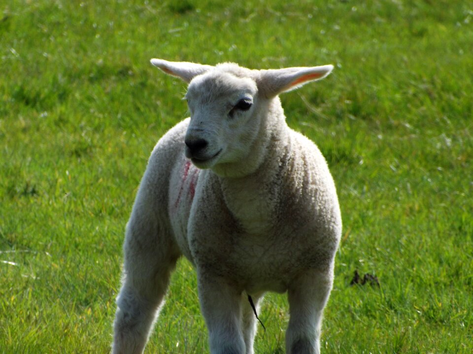 Animal nature grass