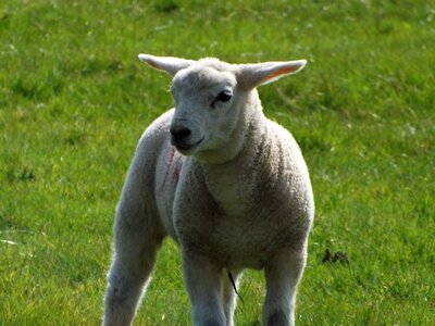 Animal nature grass