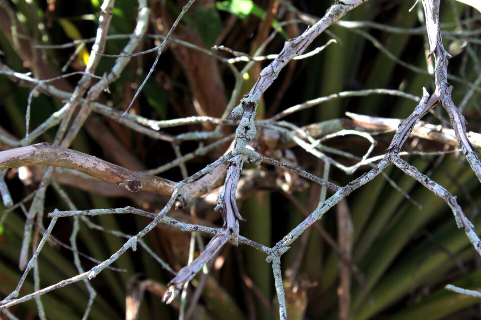 Still lifes old tree branch