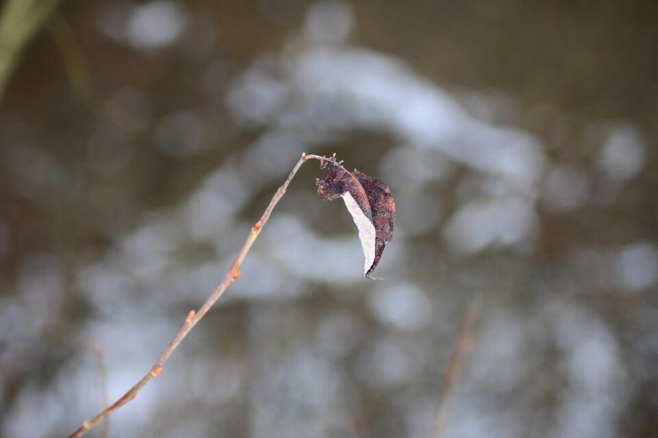 Nature plant winter