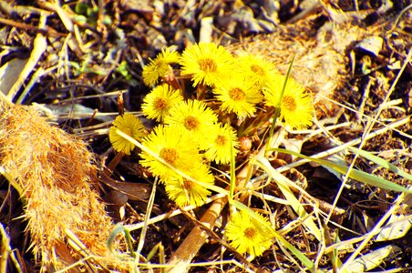 Yellow spring coltsfoot