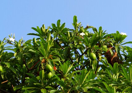 Fruit madagascar ordeal bean odollam tree
