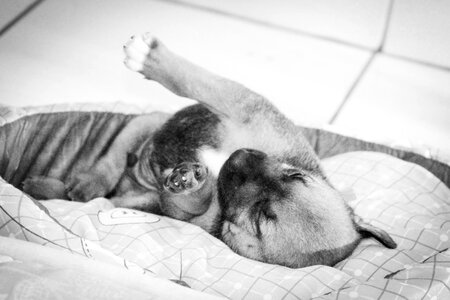 Puppy sleeping Free photos
