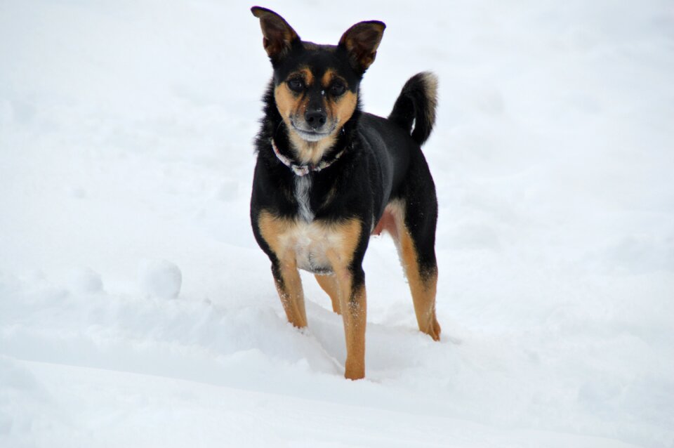 Snow dog terrier