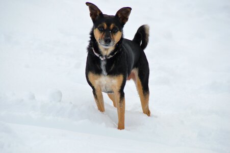 Snow dog terrier photo