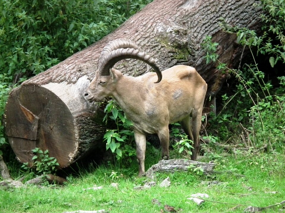 Fur animals horn photo