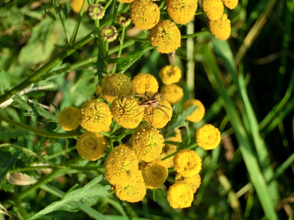 Flowers spider insect