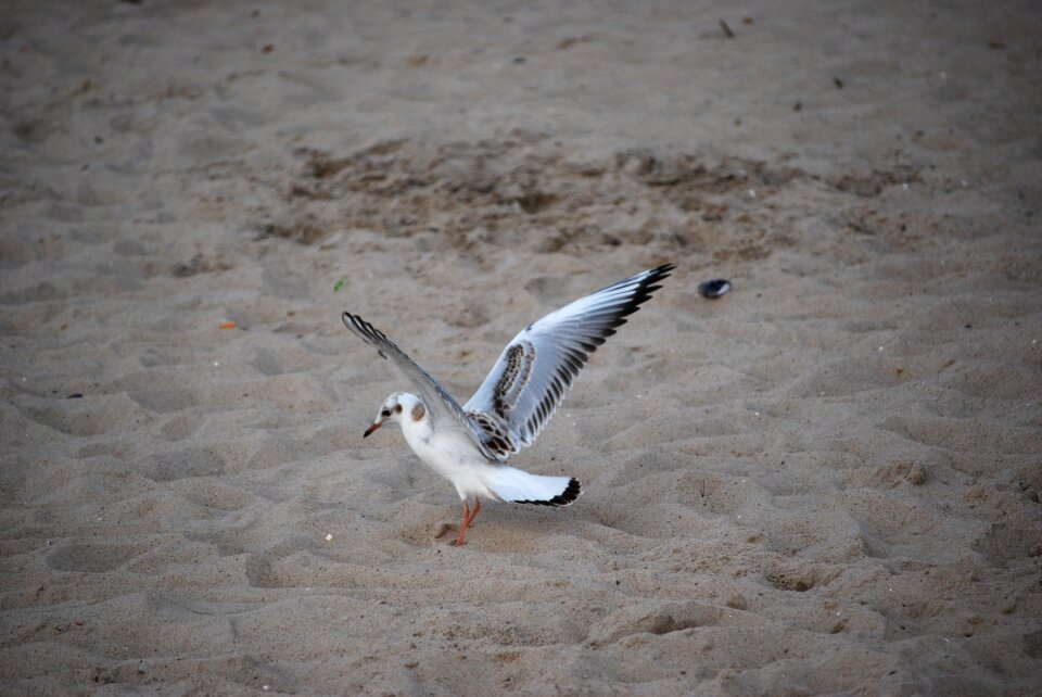 Seagull sand sea photo