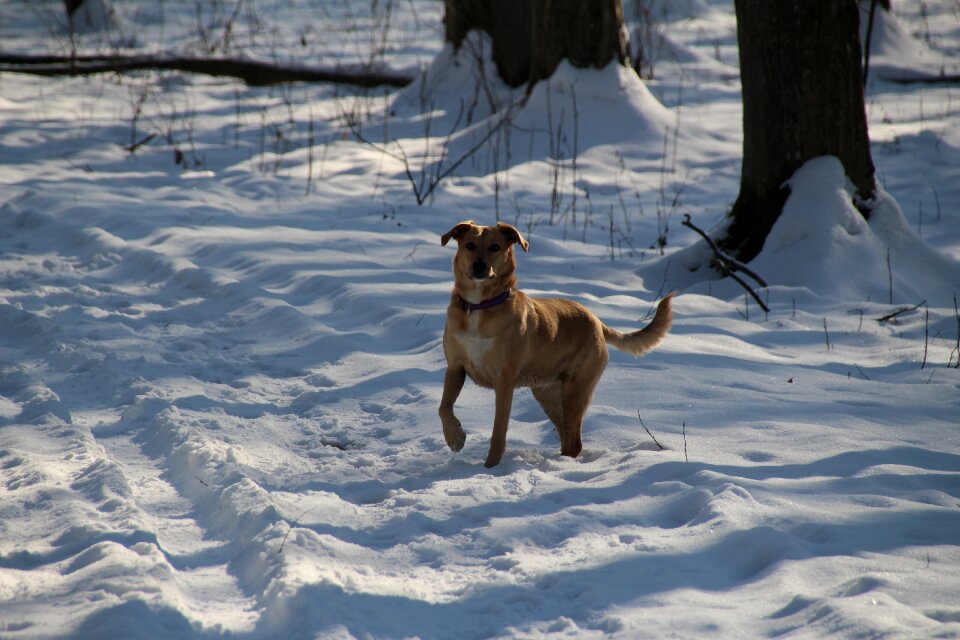 Race snow small dog