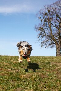 Australian shepherd blue merle jumping dog photo