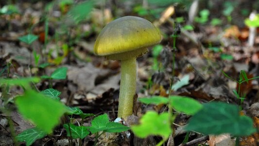 Toxic autumn forest photo